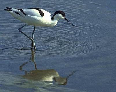 Pied avocet